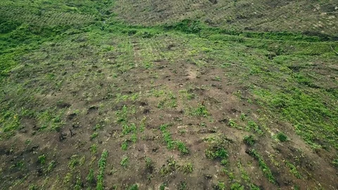 Aerial view over Myanmar fields and forests Stock Footage 95660281