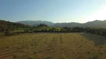 Aerial view over orchard trees, farmland and mountains In background, Corsica Stock Footage 85557745