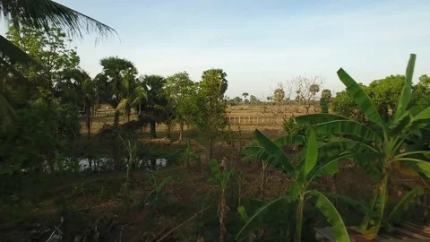 Aerial view over palm trees in fields. Herd of cows grazing - Cambodia Stock Footage 83534771