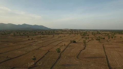 Aerial view over palm trees in fields. Herd of cows grazing - Cambodia Stock Footage 83534775