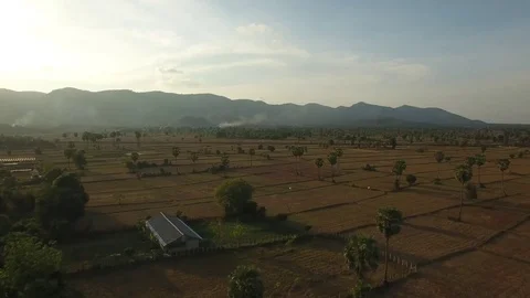 Aerial view over palm trees in fields. Herd of cows grazing - Cambodia Stock Footage 83534777