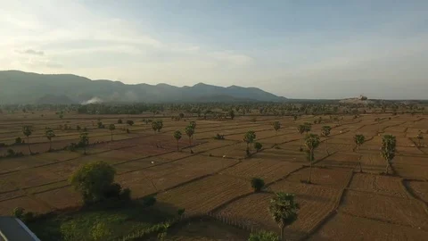 Aerial view over palm trees in fields. Herd of cows grazing - Cambodia Stock Footage 83534778