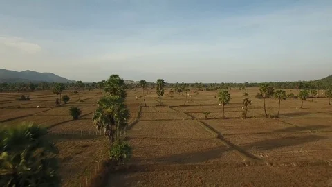 Aerial view over palm trees in fields. Herd of cows grazing - Cambodia Stock Footage 83534787