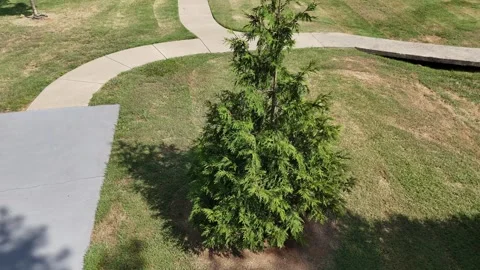 Aerial view over park trees along curved walking path Stock Footage 346732578