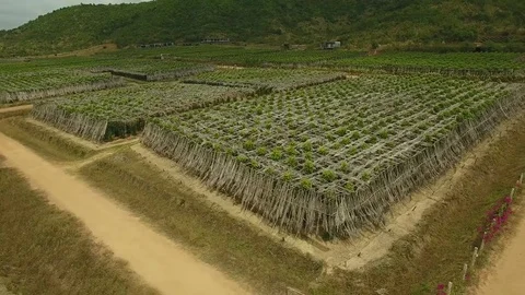 Aerial view over pepper farm, Cambodia Stock Footage 83535339