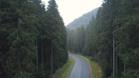 Aerial view over pine forest road with green trees woods growing both sides 動画素材 97301801