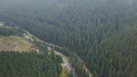 Aerial view over pine forest road with car moving green trees woods growing both Stock Footage 97304850