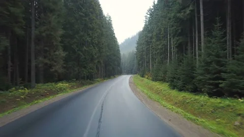 Aerial view over pine forest road with green trees woods growing both sides Stock Footage 97305933