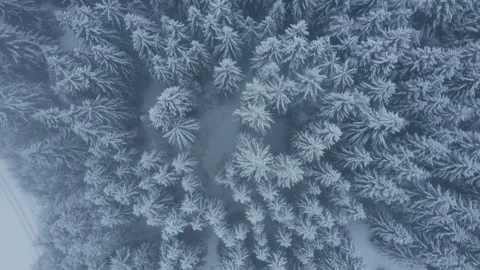 Aerial view over a pine forest and heavy snowfall in winter Stock Footage 146324454