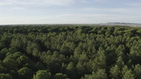 Aerial view over a pine forest Stock Footage 148531728
