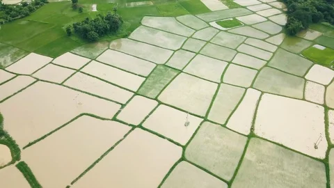 Aerial view over rice fields in Myanmar Video stock 95666664