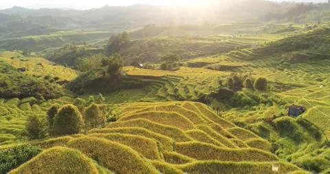 Aerial view over rice fields at sunrise in Flores island, Indonesia Stock Footage