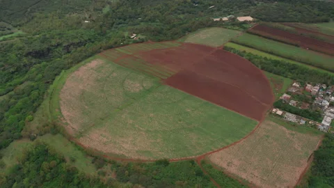 Aerial view over round fields of sugarcane on the island of Mauritius Vídeo Stock 171714336