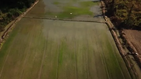 Aerial View Over Rural Farm Area Rice Fields in Chiang Mai Thailand Stock-Footage 123737585