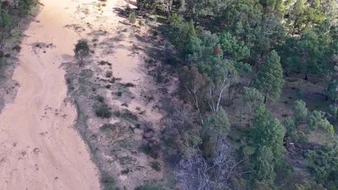 Aerial View Over Sandy Creek Bed and Australian Eucalyptus Woodland Stock Footage 346009224