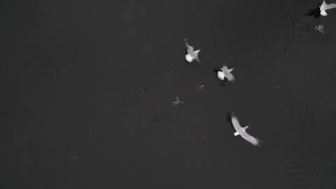 An aerial view over seagulls taking off from a pond in slow motion on a Vídeo Stock 259877017