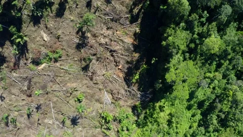 Aerial view over the separation line between deforestation and tropical forest Stock Footage 155417850