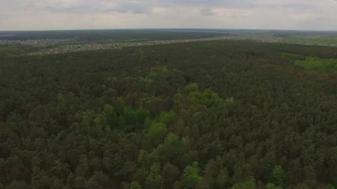 Aerial view over small lake surrounded by mixed coniferous forest Stock Footage 113108368