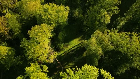 Aerial view over the spring forest Stock Footage 242515114