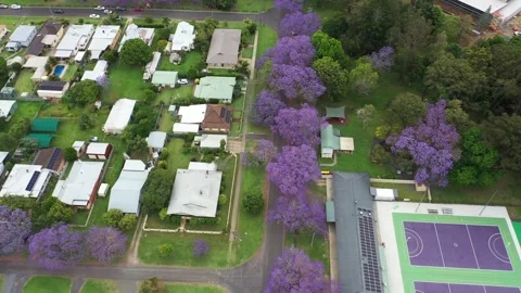 Aerial view over streets blocks lined with colourful jacaranda trees. Stock Footage 289739374