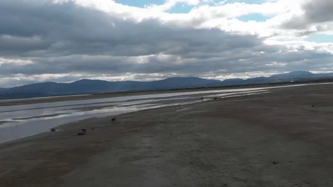 Aerial view over three deers at the seaside Stock Footage 114418102
