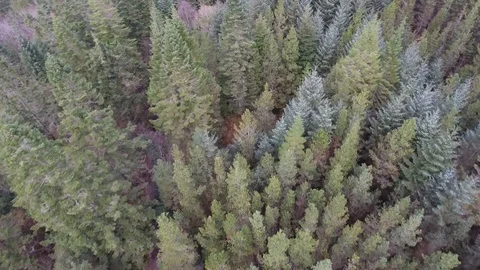 Aerial view over the tree line heading out over a lake. Video stock 98758653
