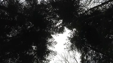 Aerial view over tree tops in winter season in bavaria Stock Footage 102187455