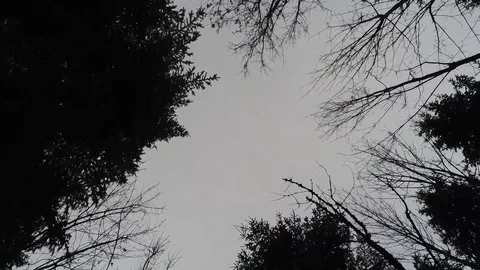 Aerial view over tree tops in winter season in bavaria Stock Footage 102237105