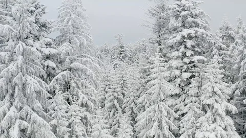 Aerial view over trees in winter, winter season forrest from above, snow on t Stock Footage 128706812