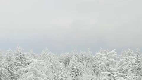 Aerial view over trees in winter, winter season forrest from above, snow on t Video stock 128706829