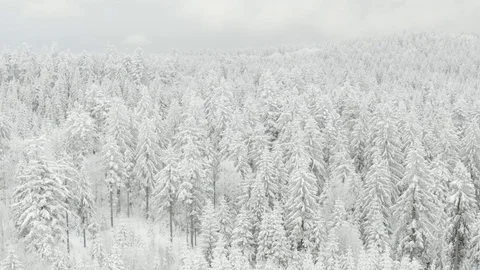 Aerial view over trees in winter, winter season forrest from above, snow on t Stock Footage 128706894