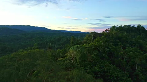 Aerial view over a tropical forest during sunset with a blue and pink sky Stock Footage 196742241