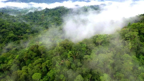 Aerial view over a tropical forest on a foggy morning, nature background Stock Footage 336863318