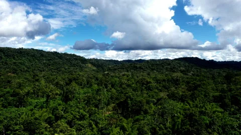 Aerial view over a tropical forest tree canopy with a beautiful cloudscape Stock Footage 336864692