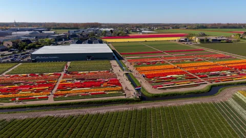 Aerial view over the Tulip Experience Amsterdam exhibition garden featuring Stock Footage 336400142