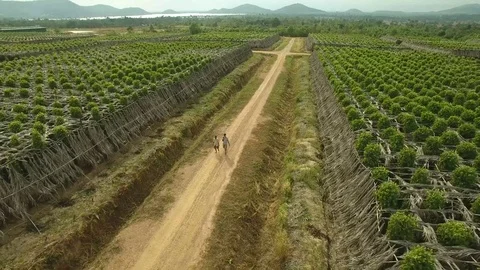 Aerial view over two men walking through a field of black pepper plants Stock Footage 83535372