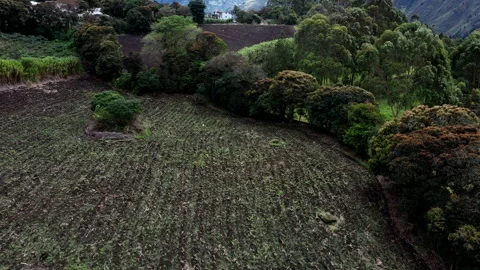 Aerial view over two neat agriculture fields Stock Footage 236800510