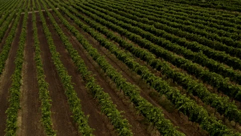 Aerial view over vineyard fields Stock Footage 165592780