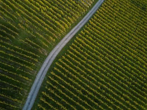 Aerial view over vineyard fields in Europe Stock-Fotos