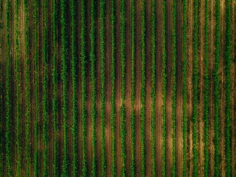 Aerial view over vineyard fields in Italy. Rows of grape vines Stock Photos