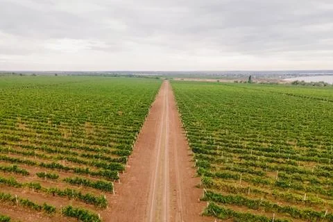 Aerial view over vineyard fields Stock Photos