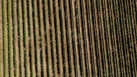 Aerial view over a vineyard Video stock 100771915