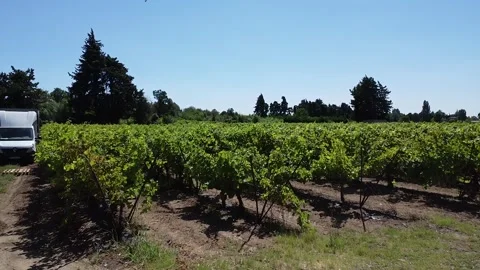 Aerial view over vineyard Stock Footage 250405142