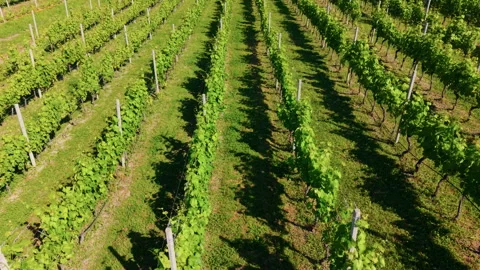 Aerial View Over Vineyard Rows in Daylight, Lush Green Grapevines in Summer Stock Footage 336774143