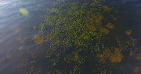 Aerial view over the water grass, reeds, rushes - 3 Stock-Footage 94561253