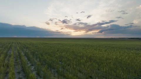 Aerial View Over Wheat Fields With Setting Sun Colors Stock Footage 246669726