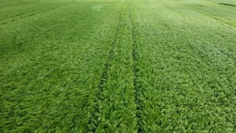 Aerial view over a wheat 스톡 동영상 154793062