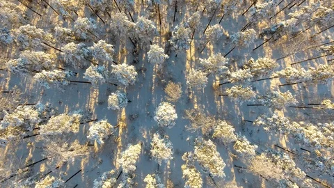 Aerial view over winter forest in the sunset Stock Footage 103333734