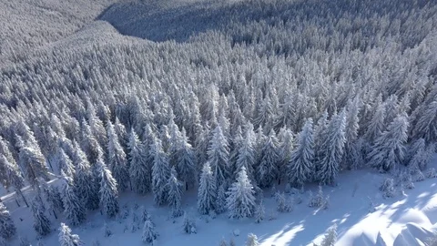 Aerial view over winter forest Stock Footage 103576466