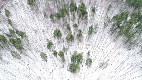 Aerial view over winter forest Stock Footage 153015374